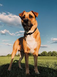 Dog standing on field against sky