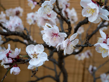 Close-up of white cherry blossom tree