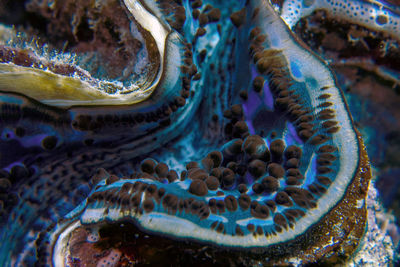 A fluted giant clam - tridacna squamosa - in the red sea, egypt