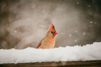 Female cardinal perched on a deck in the snow 