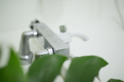 Close-up of plant against blurred background