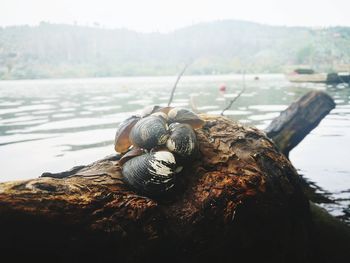 Close-up of snail on tree