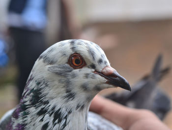 Close-up of a bird looking away