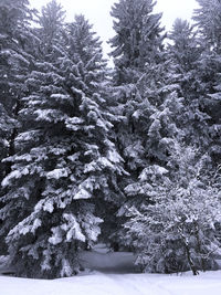 Trees on snow covered landscape