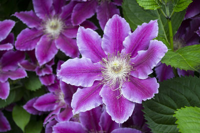 Close-up of pink flowers