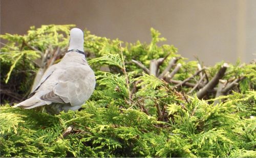 Pigeon perching on plant