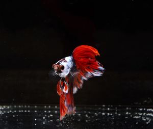 Siamese fighting, thai betta fish with beautiful  ready to fight in the black background isolate,