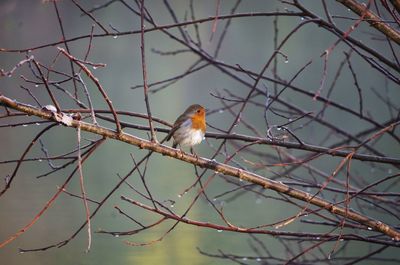 Bird perching on branch