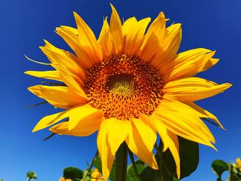 Close-up of fresh sunflower against blue sky