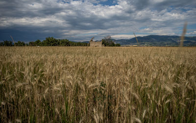 View of stalks in field against cloudy sky