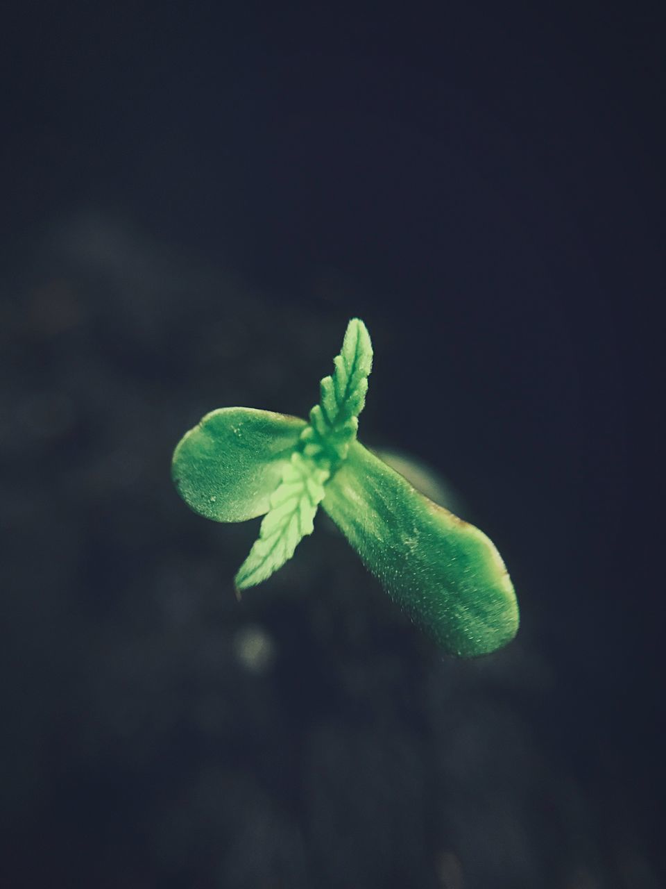 CLOSE-UP OF FRESH GREEN PLANT OVER BLACK BACKGROUND