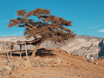 Tree in desert against blue sky