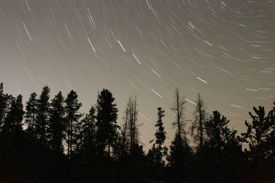 Trees against sky at night