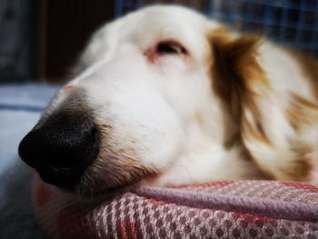 Close-up of dog lying down on bed