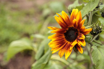 Close-up of yellow flower blooming outdoors