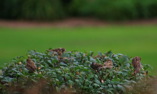 High angle view of sparrows perching on plant