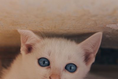 Close-up portrait of a cat