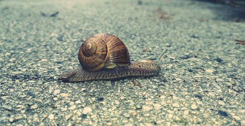 Close-up of snail