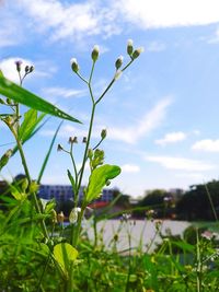 Close-up of plant against sky