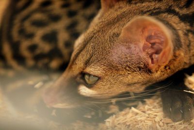 Close-up of a cat