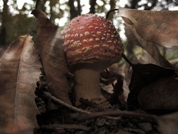 Close-up of cat on flower
