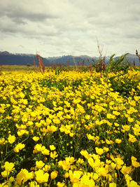 Scenic view of oilseed rape field against cloudy sky