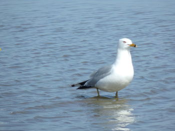 Seagull on a lake