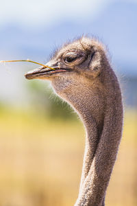 Close-up of a bird looking away