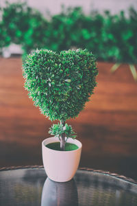 Close-up of small potted plant on table