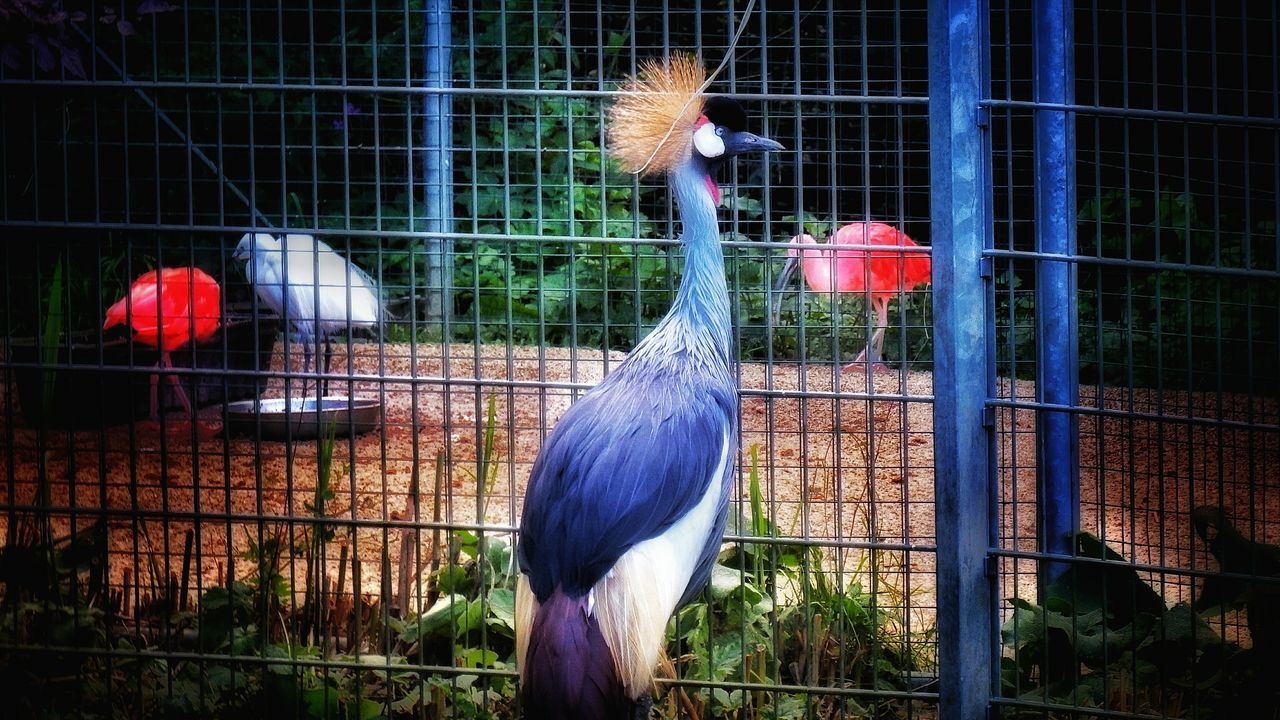 bird, cage, animal themes, fence, birdcage, livestock, red, chicken - bird, outdoors, no people, feather, day, art and craft, parrot, building exterior, animals in captivity, perching, multi colored, zoo, close-up