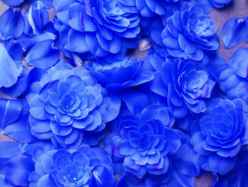 Close-up of blue hydrangea flowers