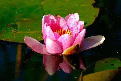 Close-up of pink lotus water lily in pond