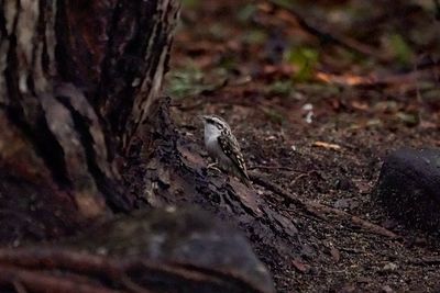 Close-up of lizard on tree trunk