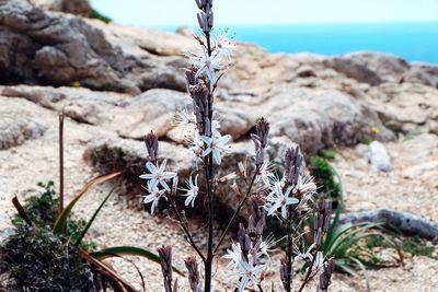 Close-up of wilted plant by rock