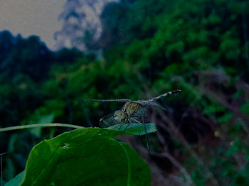 Close-up of butterfly on leaf