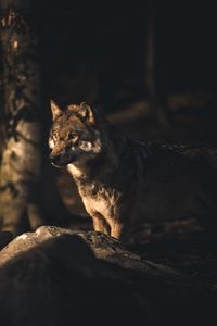 Cat sitting on rock