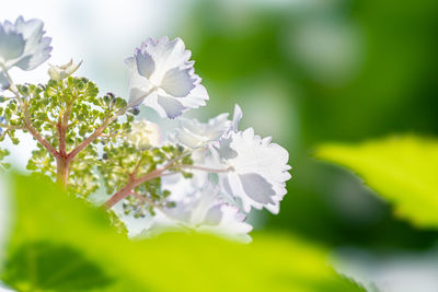 Close-up of white flowering plant