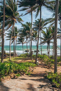 Palm trees on beach against sky