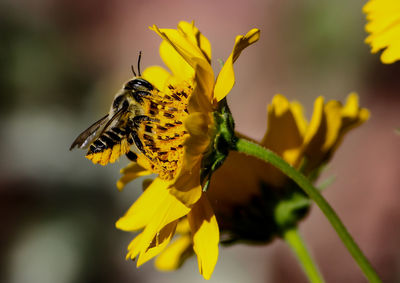 Close-up of bee on yellow flower