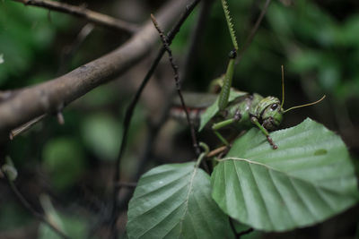 Close-up of lizard on plant