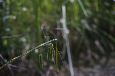 Close-up of insect on plant