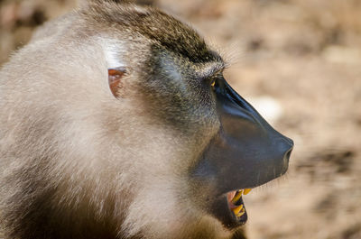 Close-up of drill monkey
