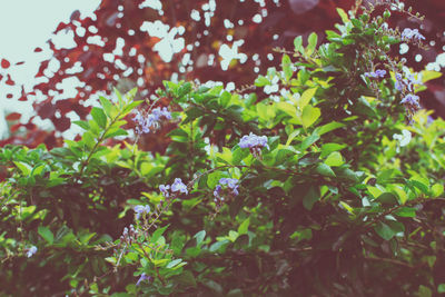 Close-up of flowering plant