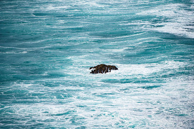 View of turtle in sea