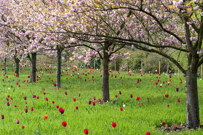 Pink cherry blossoms in park