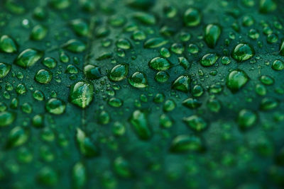 Close-up of water drops on leaves