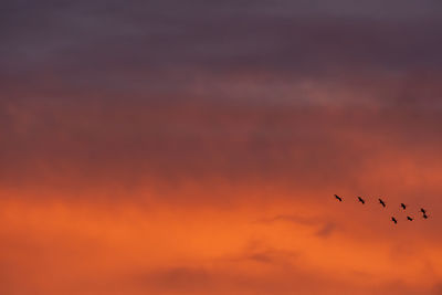 Low angle view of birds flying against orange sky