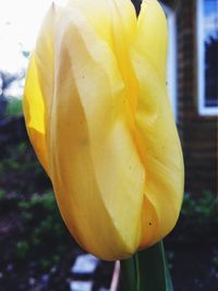 Close-up of yellow flower blooming outdoors