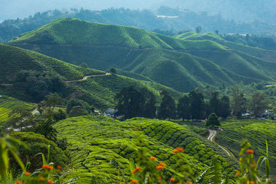 High angle view of green landscape