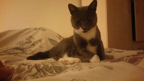 Close-up of cat resting
